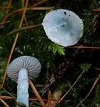 Weißblauer Träuschling, Foto 13