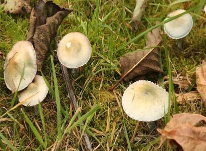 Weißblauer Träuschling, Foto 4