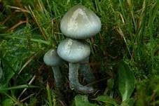 Weißblauer Träuschling, Foto 6