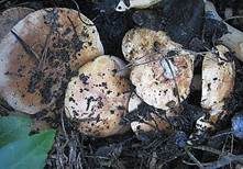 Weißbrauner Ritterling, Foto 6