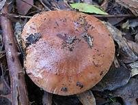 Weißbrauner Ritterling, Foto 8