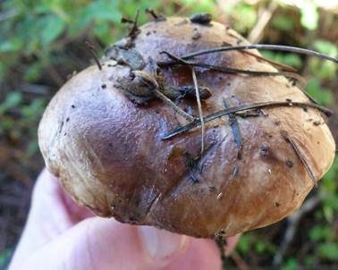 Weißbrauner Schmierröhrling, Foto 3