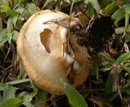 Weißbrauner Schmierröhrling, Foto 12