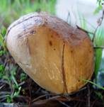 Weißbrauner Schmierröhrling, Foto 8