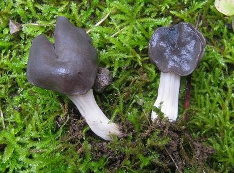 Braune Lorchel, Foto 4