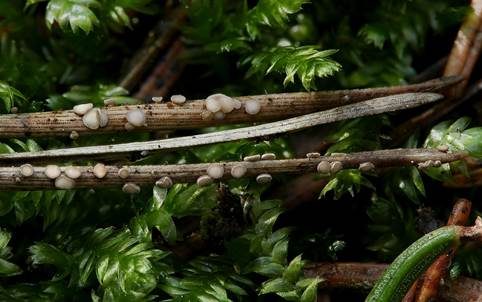 Weißbraunes Kiefernnadelbecherchen, Foto 3