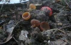 Weißdornfrucht-Becherling, Foto 5