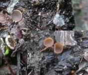 Weißdornfrucht-Becherling, Foto 7