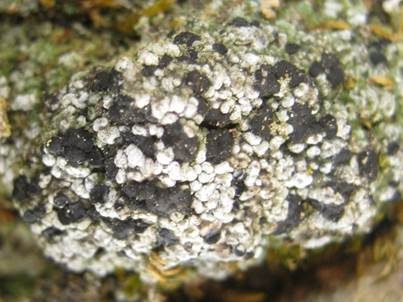 Weiße Blasenflechte, Foto 2
