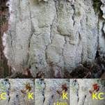 Weiße Blatternflechte, Foto 12