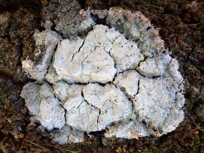 Weiße Blatternflechte, Foto 4