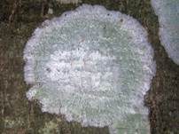 Weiße Blatternflechte, Foto 8