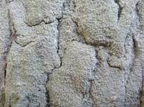 Weiße Blatternflechte, Foto 10