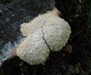 Weiße Lohblüte, Foto 13