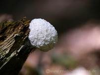 Weiße Lohblüte, Foto 22