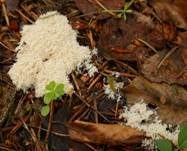 Weiße Lohblüte, Foto 23