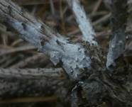 Weiße Mehlscheibe, Foto 3