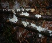 Weiße Mehlscheibe, Foto 4