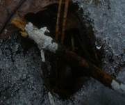 Weiße Mehlscheibe, Foto 6