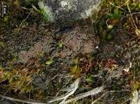 Braune Pannarie, Foto 5