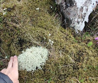 Weiße Strauchflechte, Foto 4