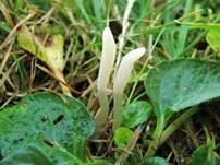 Weißes Spitzkeulchen, Foto 22