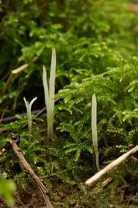 Weißes Spitzkeulchen, Foto 5