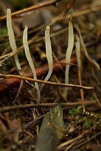 Weißes Spitzkeulchen, Foto 6