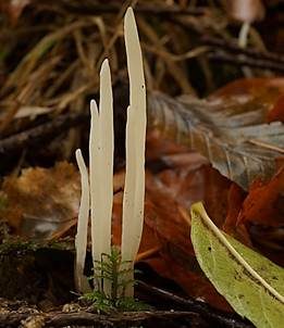 Weißes Spitzkeulchen, Foto 7