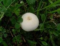 Weißer Ackerling, Foto 17