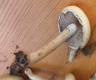 Weißer Ackerling, Foto 6