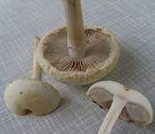 Weißer Ackerling, Foto 8