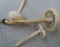 Weißer Ackerling, Foto 9