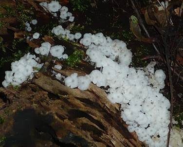Weißer Adernabeling, Foto 3