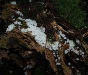Weißer Adernabeling, Foto 6
