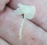Weißer Adernabeling, Foto 7