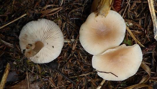 Weißer Anistrichterling, Foto 3