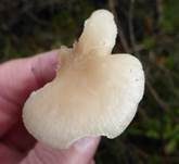 Weißer Anistrichterling, Foto 18