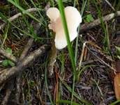 Weißer Anistrichterling, Foto 20