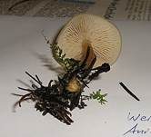 Weißer Anistrichterling, Foto 22