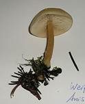 Weißer Anistrichterling, Foto 23