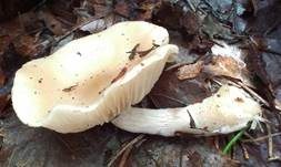Weißer Anistrichterling, Foto 26