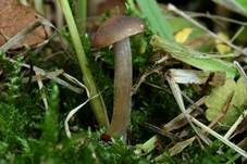 Weißer Anistrichterling, Foto 11
