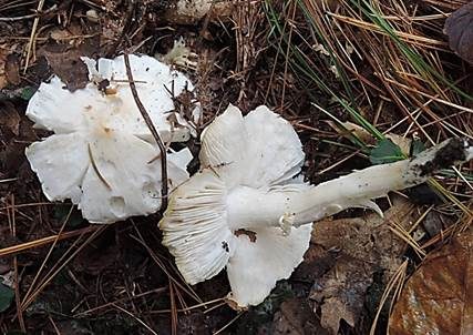 Weißer Erdritterling, Foto 4