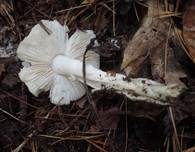 Weißer Erdritterling, Foto 7