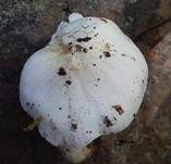 Weißer Erdritterling, Foto 8