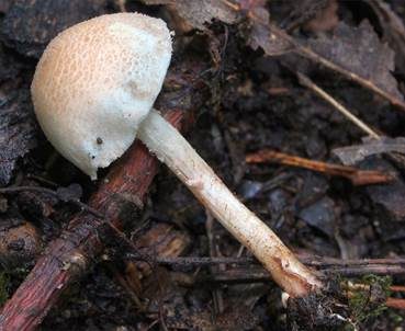 Weißer Flockenschirmling, Foto 2