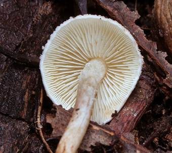 Weißer Flockenschirmling, Foto 3