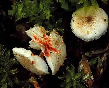 Weißer Flockenschirmling, Foto 4