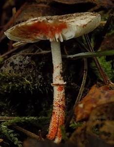 Weißer Flockenschirmling, Foto 6